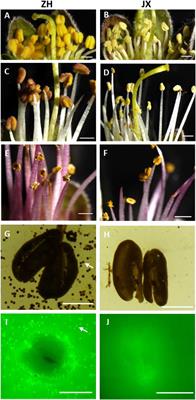 Potential Association of Reactive Oxygen Species With Male Sterility in Peach